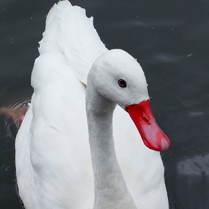 A Coscoroba Swan - Swans