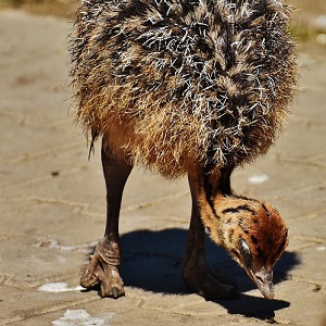 A chick - Ostriches