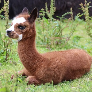 A young Alpaca - New-World Camelids