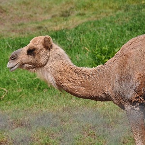 A young Camel - Old-World Camelids