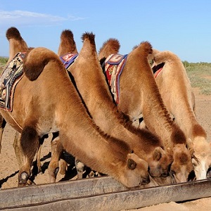 Bactrian Camels - Old-World Camelids