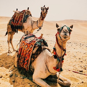 Dromedary Camels - Old-World Camelids