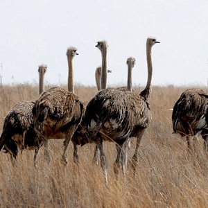 Hens in the wild - Ostriches