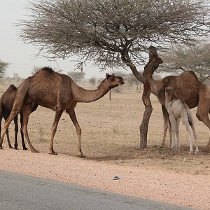 Mother Camels with calves - Old-World Camelids