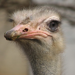 Ostrichshead - Ostriches