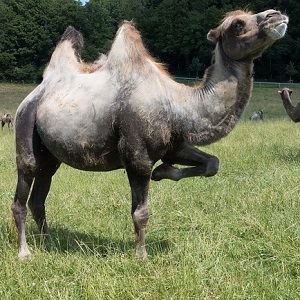 The Bactrian Camel - Old-World Camelids