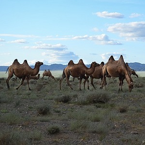 Wild Bactrian Camels - Old-World Camelids