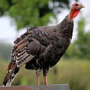 turkey 2655526 640 - Turkeys
