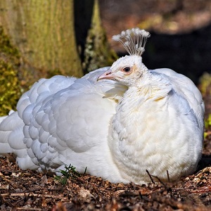 white peahen 3240865 640 1 - Peafowls