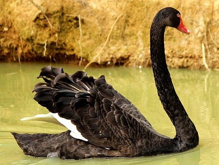 10 1 - Black Swan