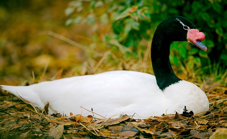12 - Swans