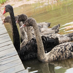 Black Swans - Swans