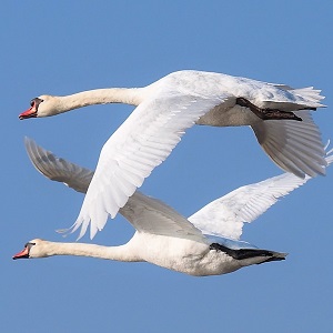 nature 3181885 1280 - Swans