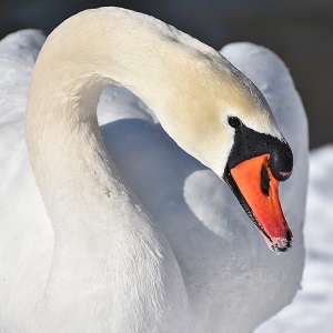 swan 3184089 1280 - Swans