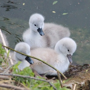 swan chicks 2357844 1280 - Swans