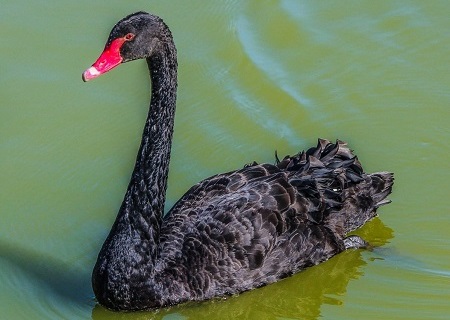 swan bird black swan water bird cygnus atratus fly wings feather 1009231 1 - Black Swan
