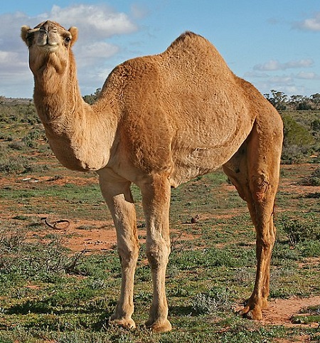 12 1 - Old-World Camelids