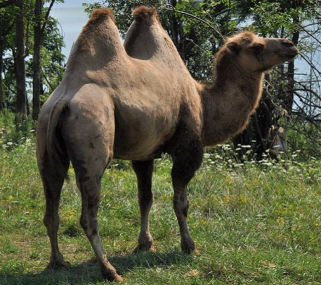 13 1 - Wild Bactrian Camel