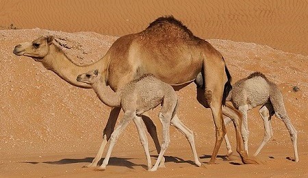 19 1 - Dromedary Camel