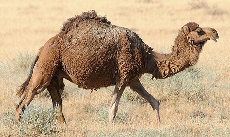 25 1 - Dromedary Camel