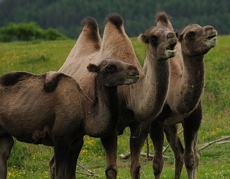 800px Bactrian camel group highland wildlife park scotland - Wild Bactrian Camel