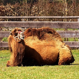 Bactrian Camel 1 - Old-World Camelids