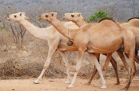 africa 2042780 640 - Old-World Camelids