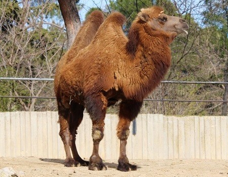 camel animals zoo 652311 - Old-World Camelids