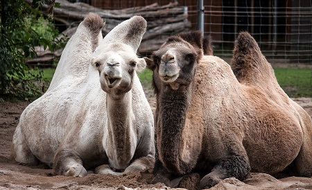 camels 2651725 1280 - Old-World Camelids