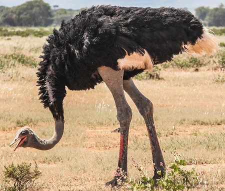 11823943696 b85be6b7b3 k - Somali Ostrich