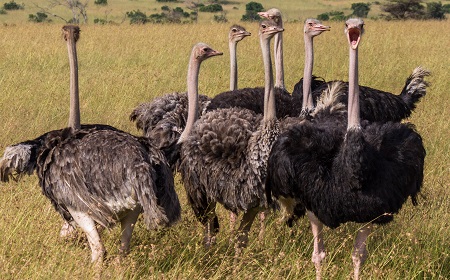 7234085108 785d8eabaa k - Masai Ostrich