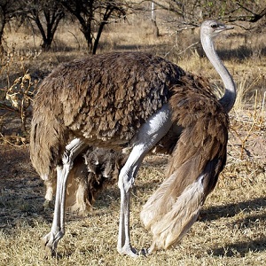 A female Ostrich - Ostriches