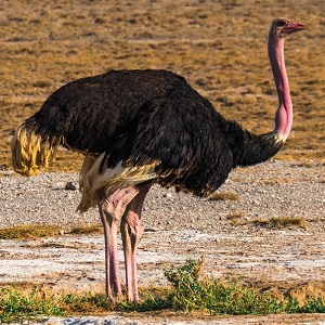 ostrich 1340635 1280 - Ostriches