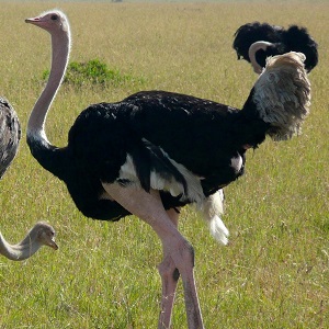 ostrich 1494556 1920 - Ostriches