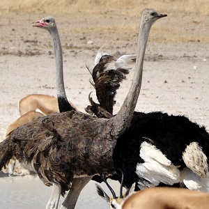 ostrich 63352 1920 - Ostriches