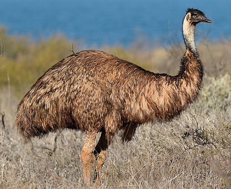 10 - Emu