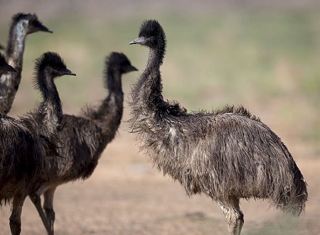 A close encounter 17968372636 - Emu