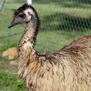 Emu Feathered Wild Bird Nature 1657705 - Emu