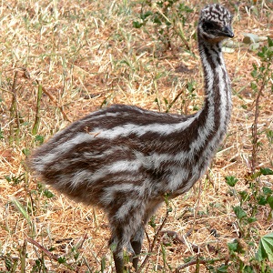 long legged emu chick - Emu