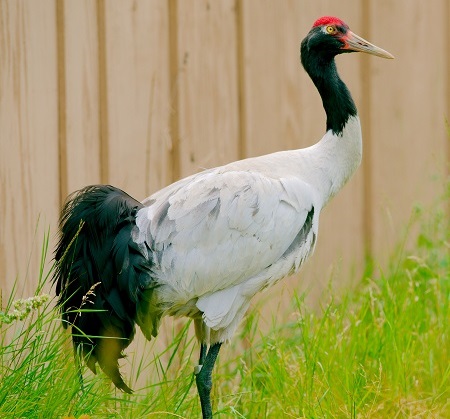 1 2 - Black-Necked Crane