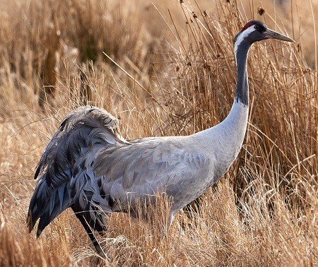 10 - Common Crane