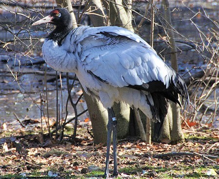1024px Grus nigricollis  Bronx Zoo 8 - Black-Necked Crane