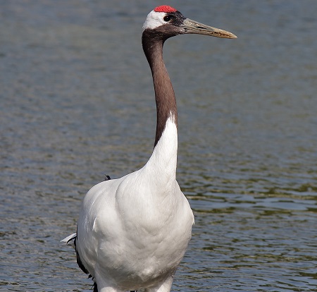 12 2 - Red-Crowned Crane