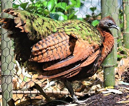 2 4 - Congo Peafowl