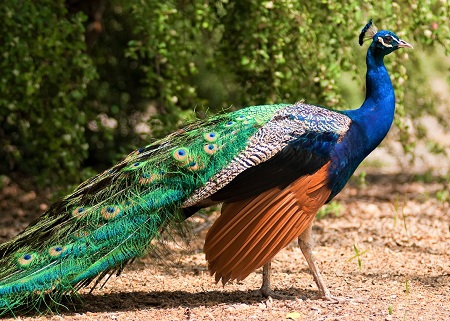 28 - Blue Peafowl
