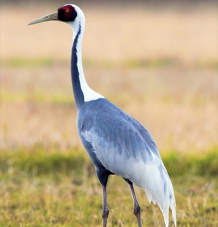 6 5 - White-Naped Crane