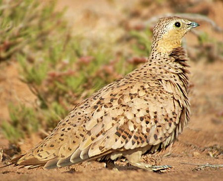 8 3 - Spotted Sandgrouse