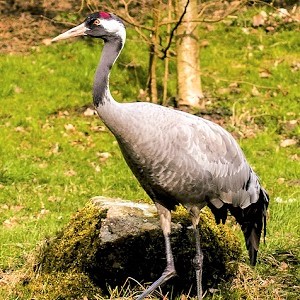 A Common Crane - Cranes