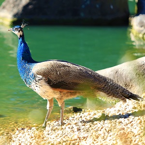 A juvenile Blue Peacock - Peafowls