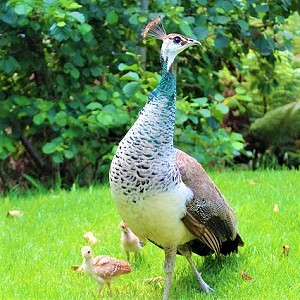 Blue Peahen and chicks - Peafowls